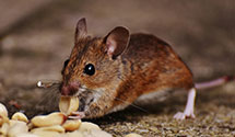 24 Hour & Emergency Exterminators in Strodes Mills, PA